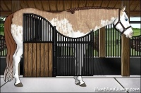 Horse Color:Red Dun Splash and Red Dun Splash
