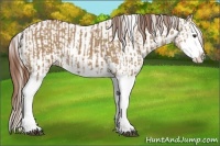 Horse Color:Red Dun Splash and Red Dun Splash
