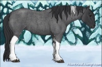 Horse Color:Blue Roan Tobiano