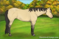 Horse Color:Buckskin Dun