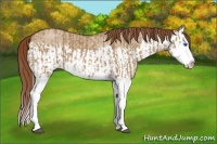 Horse Color:Red Dun Splash  and Red Dun Splash 