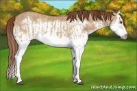 Horse Color:Red Dun Splash and Red Dun Splash Frame