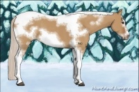 Horse Color:Silver Bay Dun Sabino Tobiano Frame Rabicano 