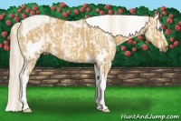Horse Color:White Spotted Cremello Dun  and White Spotted Palomino Dun Tobiano 
