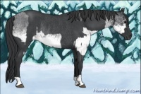Horse Color:White Spotted Blue Roan Rabicano  and Blue Roan Rabicano 