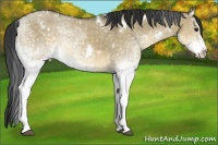 Horse Color:White Spotted Buckskin Dun Rabicano 