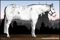 Horse Color:Brown Sabino 