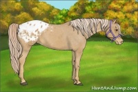 Horse Color:Palomino Appaloosa