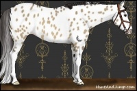 Horse Color:Bay Roan Dun Splash Near Leopard 