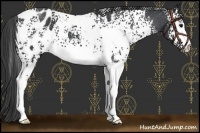 Horse Color:White Spotted Blue Roan Blanket 