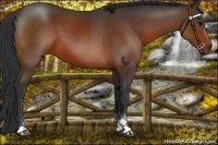 Horse Color:Bay Sabino