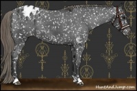 Horse Color:Smoky Black Appaloosa 
