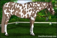 Horse Color:Chocolate Palomino Near Leopard