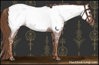 Horse Color:Red Roan Near Fewspot 