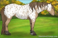 Horse Color:Buckskin Appaloosa 