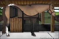 Horse Color:Buckskin Varnish 
