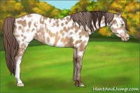 Horse Color:Amber Champagne Near Leopard  and Amber Champagne Frame Near Leopard 