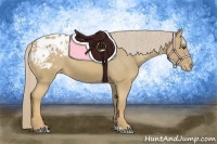 Horse Color:Palomino Appaloosa 