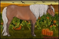 Horse Color:Silver Bay Roan 