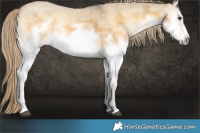 Horse Color:White Spotted Chocolate Palomino Onyx Mushroom Sabino Splash Frame Brindle