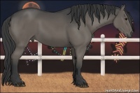 Horse Color:Smoky Black 