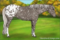 Horse Color:Silver Black Appaloosa 