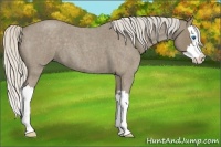 Horse Color:Silver Smoky Blue Roan Splash 