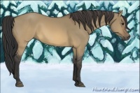 Horse Color:Buckskin Dun 