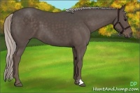 Horse Color:Silver Black 