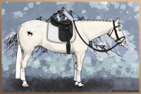 Horse Color:Cremello Appaloosa 