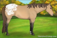Horse Color:Buckskin Blanket 