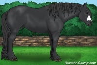 Horse Color:Black 