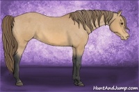 Horse Color:Buckskin Varnish 