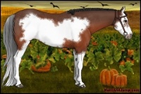 Horse Color:Brown Splash Frame Rabicano
