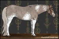 Horse Color:White Spotted Silver Blue Roan 