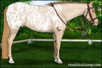 Horse Color:Red Roan Pearl Appaloosa Rabicano