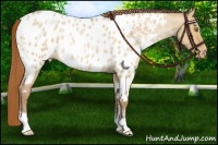 Horse Color:Bay Roan Pearl Dun Appaloosa
