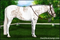 Horse Color:Liver Chestnut Pearl Tobiano Varnish Rabicano  and Palomino Pearl Varnish 