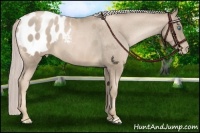 Horse Color:Chocolate Palomino Pearl Appaloosa 