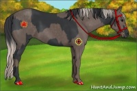 Horse Color:Black  and Silver Black 