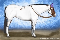 Horse Color:Brown Appaloosa 