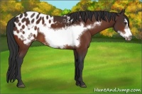Horse Color:Bay Frame Appaloosa 