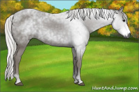 Horse Color:Gray Silver Black 