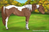 Horse Color:Chestnut Tobiano Rabicano 