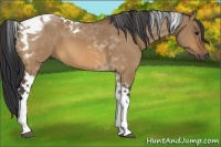 Horse Color:Bay Dun Tobiano 