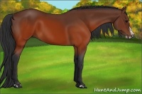 Horse Color:Brown Splash Frame Rabicano