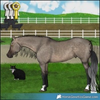 Horse Color:Brown Dun
