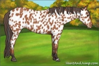 Horse Color:Bay Appaloosa 