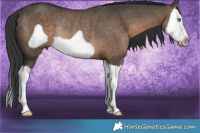 Horse Color:Brown Dun Splash Frame Rabicano 
