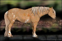 Horse Color:Chestnut  and White Spotted Chestnut 